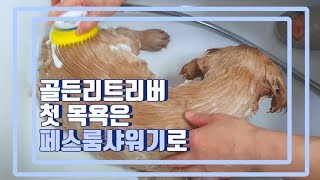 [가비네] 아기 강아지의 첫 목욕시간~ | 페스룸 샤워기 사용후기 | 펫스룸