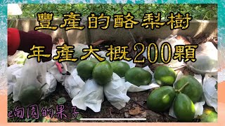 這棵酪梨樹今年產出大概有200顆果，相當豐產的一顆酪梨樹！2023年9月2日