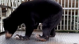 保育類野生動物遭虐 動保批查核淪於形式 20190618公視中晝新聞