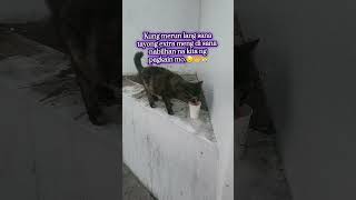 It really breaks my heart😿💔 #viralvideo #straycatlove #catlover #shorts #viralvideo #cat #sweetcat