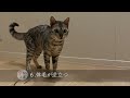 『近寄らないでにゃ』猫が嫌いな人に見せる【大嫌いのサイン9選】