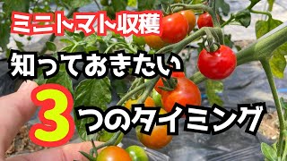 【家庭菜園】ミニトマト収穫「知っておきたい3つのタイミング」