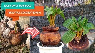 Cara Membuat Bonsai Kelapa Yang Indah ||  How to Make a Beautiful Coconut Bonsai ( SUBTITLE )