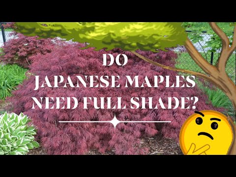 Does Japanese Maple Grow In Shade