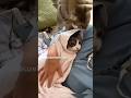 fighting cats #funny #funncats #cat #catfunny #catvideos