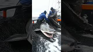 Deck Processing of Caught Shark#Crew Busy at Work#Fishing Vessel Deck#Processing Shark#Fierce Shark