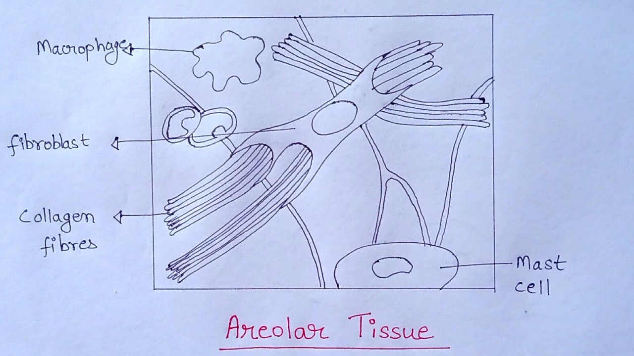 How To Draw Areolar Tissue Diagram | Diagram Of Areolar Tissue In ...