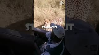 Open-Top Safari Vehicles Keep You Safe from Big Cats!