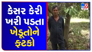 ઉપલેટાના ગઢાળા ગામમાં તાઉ તે વાવાઝોડાથી કેસર કેરીના પાકને ફટકો | TV9News