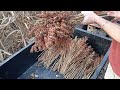 how i harvest grain sorghum on the homestead