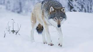 Beautiful wolf Walking