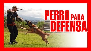 ⚠️🔥 Cómo ENTRENAR a tu PERRO para ATAQUE Y DEFENSA | RysolTV