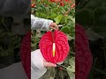 Visiting our grower of the week Anthogether ❤️  #flowers #anthurium #growerslove