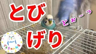 インコのくぅちゃん、飛び蹴りする【セキセイインコ】