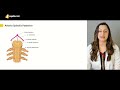 blood supply of spinal cord arteria spinalis posterior