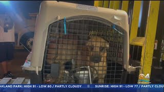 Pets Rescued After Hurricane Fiona Hit Puerto Rico Arrive In South Florida