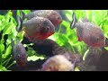 കേരളത്തിൽ പിരാനകൾ നിറയുന്നു 😮 piranha facts in malayalam fish facts malayalam informative