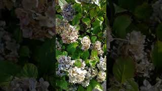 色褪せてきた紫陽花　函館　Fading hydrangea / Hakodate,Japan