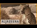 Witness - Saving the Leopard