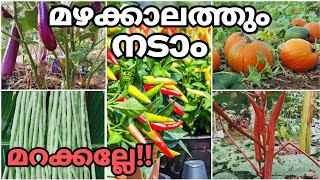 🌱മഴക്കാലത്ത് നടാൻ പറ്റിയ പച്ചക്കറികൾ 🌱| Vegetables | Rainy Season | 🌱MANNEZHUTHU 🌱