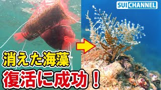 完全に消えた海藻アカモクの復活に成功！これまでの取組みが実を結び始めた