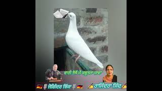 'ਵਾਰੀ ਤੈਥੋਂ ਮੈਂ ਕਬੂਤਰਾ ਜਾਵਾਂ' 🇩🇪🎙️ਜੋਗਿੰਦਰ ਝਿੱਕਾ~✍️ਰਾਜਿੰਦਰਾ ਜਿੰਦ