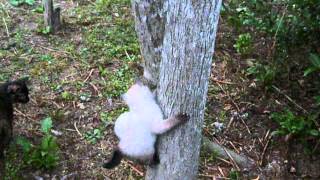 【いなか猫５１６】木登り上手な子猫とうまく登れない子猫(kittens climbing a tree)japanese funny cats