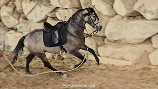 Bronce Andalusier Wallach gelding www.andalusier.com