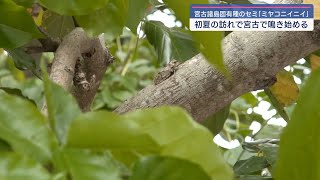 宮古諸島に生息するセミ ミヤコニイニイが鳴き出す