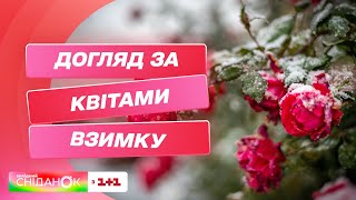 🌺 Зимовий догляд за рослинами: як правильно мити та поливати квіти взимку