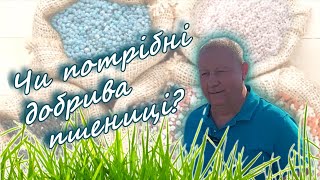 Чи потрібні добрива пшениці?