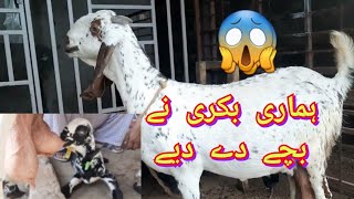 Hamari Bakri Ne Bache de dye |Bakri bacha de to us ki care kese karen| @AnimalPlanet786Goat berth|