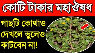 গাছটি কোথাও দেখলে ভুলেও কাটবেন না || উপকারি নুনিয়া শাক | আপনার জীবন সম্পূর্ণ বদলে দিতে পারে এই শাকটি