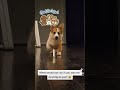 cute 4 month corgi puppy running to owner what would you do corgi dogs shorts cute silly ily