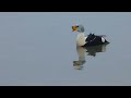 drake king eider displaying