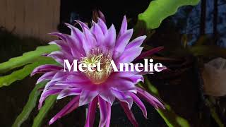 Meet Amelie ( Creator by Don Burnett )