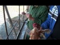 live chicken fed to tigers by a child at heilongjiang tiger park