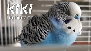 Kiki the budgie's story | full movie