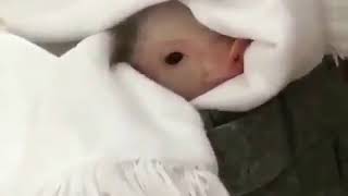 生まれたばかりの赤ちゃんのブタをカット