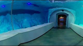 Inside tunnel at Polk Penguin Conservation Center | DPTV Digital Adventure 360° | DPTV Education