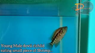 Young Male dovii Cichlid | Wolf Cichlid | Parachromis Dovii