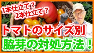 家庭菜園や農園のトマト栽培で脇芽対処の秘訣！ミニトマトや中玉・大玉トマトのサイズ別脇芽対処の方法とトマトの育て方！【農家直伝】