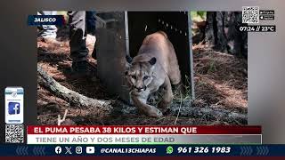 Liberan a puma rescatado en el Bosque La Primavera, Jalisco | NOTITRECE