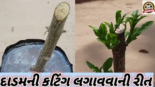 How To Grow Pomegranate Cutting || દાડમના કટિંગ લગાવવાની સરળ પદ્ધતિ ||  Harshad Zala Official