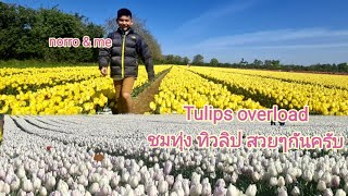 Tulip overload                                  ชมสวน ทิวลิปกันครับ @ แซบง่ายๆ by แม่โบว์ uk