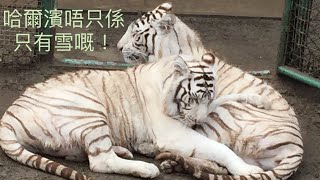 出去走走 #9 黑龍江 哈爾濱 東北虎林園看珍稀白虎寶寶 / Saint Sophia Cathedral in Harbin,Siberian tiger,Baby White Tiger