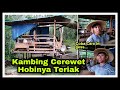 Solusi Untuk Kambing Cerewet Yang Hobinya Teriak - Teriak