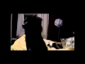 Dog dancing to Lady Gaga - Born this way