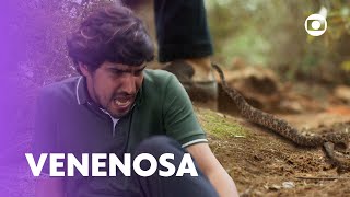 Tertulinho é picado por cobra e se desespera! | Mar Do Sertão | TV Globo