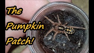 Tarantula Rehouse #10: Hapalopus sp. Colombia \